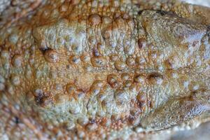 Close-up of common frog dorsal pattern in natural ecosystem, Bufo bufo. photo