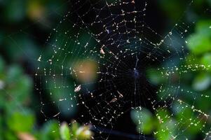 Cobweb at dawn on dark green background photo