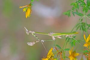 Praying Mantis on a branch in Turkey. photo