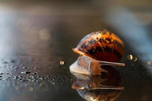 Snails and raindrops on glass. photo