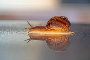 Snails and raindrops on glass. photo