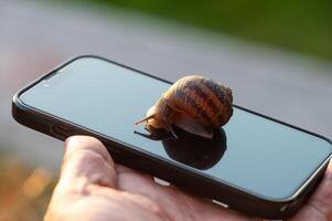 Snail on a mobile phone. photo