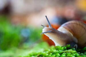 A snail with its antennae sticking out of the moss. photo