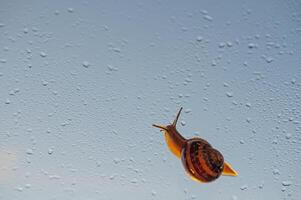 Snails and raindrops on glass. photo