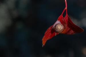 Snail on a red leaf. Blurred background. photo
