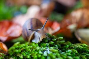 A snail with its antennae sticking out of the moss. photo