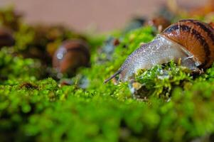 A snail with its antennae sticking out of the moss. photo
