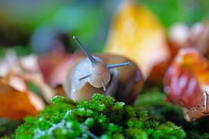 A snail with its antennae sticking out of the moss. photo
