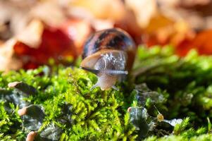 A snail with its antennae sticking out of the moss. photo