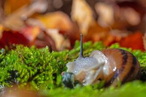 A snail with its antennae sticking out of the moss. photo