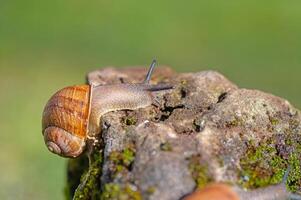 Snail moving on mossy stone, green background. photo