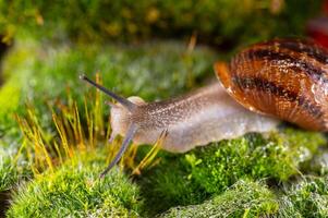 Snails on moss in the rain. photo