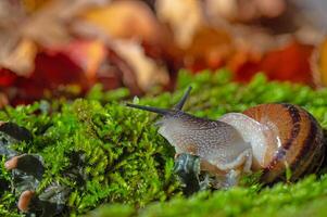 A snail with its antennae sticking out of the moss. photo