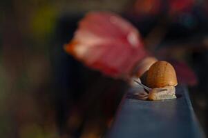 Snail walking on a dark background. Blurred background. photo