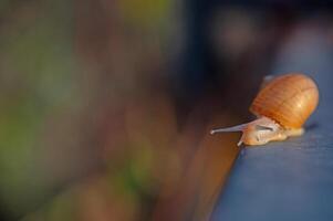 Snail walking on a dark background. Blurred background. photo