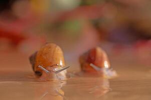 Snails lined up on a wooden table. Blurred background. photo