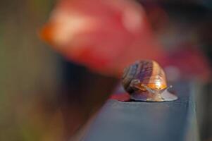 Snail walking on a dark background. Blurred background. photo