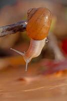 Snail on a branch. Blurred background. photo