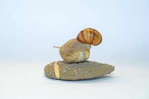 A snail on a pebble on a white background. Speed concept. photo