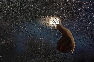 Snails and raindrops on glass. photo
