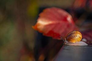 Snail walking on a dark background. Blurred background. photo