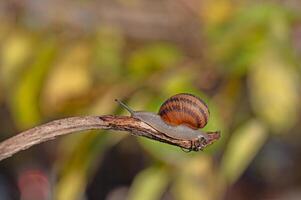 Snail on a branch. Blurred background. photo