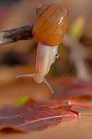 Snail on a branch. Blurred background. photo