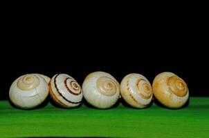 Snail shells arranged on a plant leaf. Black background. photo
