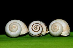 Snail shells arranged on a plant leaf. Black background. photo