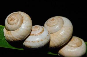 Snail shells arranged on a plant leaf. Black background. photo