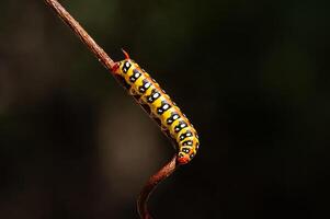 Euphorbia hawkmoth caterpillar, Hyles euphorbiae on a branch. photo