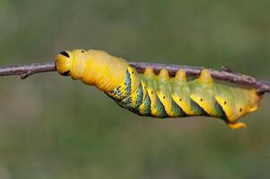 African death's head hawkmoth, Acherontia atropos, a butterfly caterpillar crawling on a green branch. photo