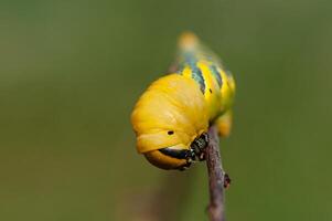 African death's head hawkmoth,Acherontia atropos, a butterfly caterpillar crawling on a green branch. photo