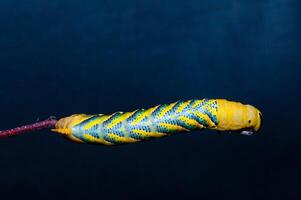 African death's head hawkmoth Acherontia atropos, a butterfly caterpillar crawling on a green branch. photo