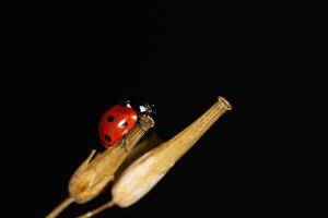 Outstanding macro shots, beautiful ladybird on dry plant unfocussed background. photo