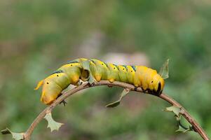 African death's head hawkmoth Acherontia atropos, a butterfly caterpillar crawling on a green branch. photo
