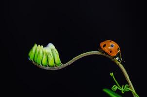 Outstanding macro shots, beautiful ladybird on flower petal black background. photo