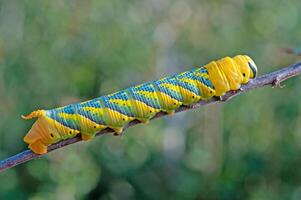 African death's head hawkmoth, Acherontia atropos, a butterfly caterpillar crawling on a green branch. photo