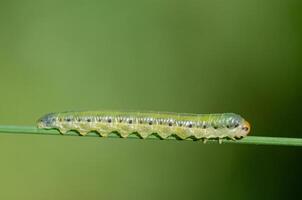 A green caterpillar on a plant branch. Valerian Sawfly, Macrophya albocincta. photo