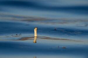 Water snake sticking its head out of the water. Natrix tessellata. photo