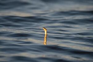 Water snake sticking its head out of the water. Natrix tessellata. photo