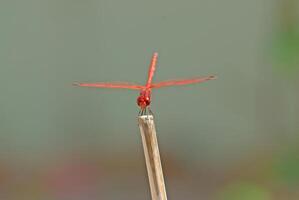 Red dragonfly on a branch. photo