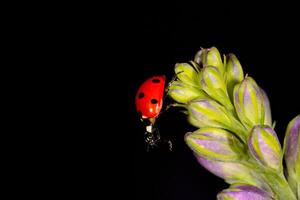 Outstanding macro shots, beautiful ladybird on purple flower unfocussed background. photo