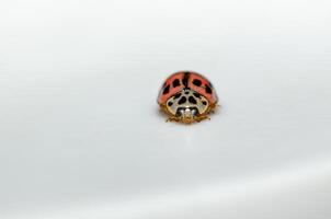 Outstanding macro shots, beautiful ladybird on white background, unfocussed background. photo