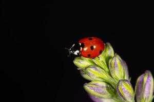 Outstanding macro shots, beautiful ladybird on purple flower unfocussed background. photo