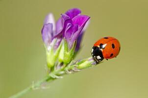 Outstanding macro shots, beautiful ladybird on purple flower unfocussed background. photo