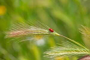 Outstanding macro shots, beautiful ladybird on plant, unfocussed background. photo