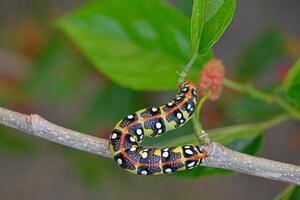Yellow and black coloured caterpillar feeding on a tree branch. Euphorbia Hawk, Hyles Euphorbiae photo