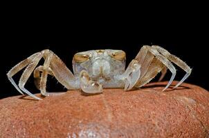 A crab on a brown rock with a black background. photo