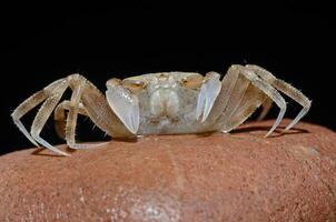 A crab on a brown rock with a black background. photo